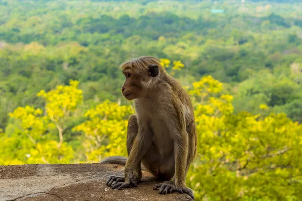 Una Scimmia Macaco Siede Pensieroso Sui Gradini Della Fortezza Rocciosa — Foto Stock