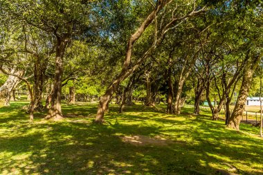 Sri Lanka 'daki antik Medirigirya Vatadage kalıntılarının etrafındaki Banyan ağaçlarından oluşan bir koru.