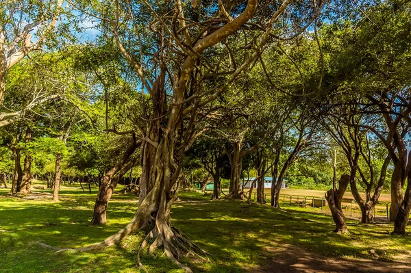 Eine Nahaufnahme Von Banyan Bäumen Rund Die Antiken Ruinen Von — Stockfoto