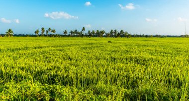 Medirigiriya, Sri Lanka 'da pirinç tarlası manzarası