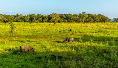 Medirigiriya, Sri Lanka 'da bir tarlada bufalo otluyor.