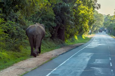 Bir fil çalılıktan çıkar ve Medirigirya, Sri Lanka yakınlarındaki bir yolun yanında yürür.
