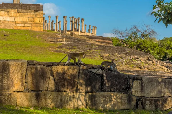 Los Monos Macacos Juegan Frente Las Antiguas Ruinas Estupa Vatadage — Foto de Stock