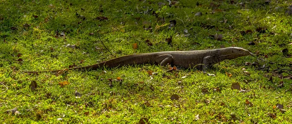 Sri Lanka Daki Medirigirya Vatadage Inda Bir Gözlemci Kertenkele Çimlerin — Stok fotoğraf