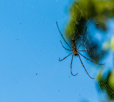 Dev bir altın küre ağ örümceği Sri Lanka, Asya 'daki ormanda ağ örüyor.