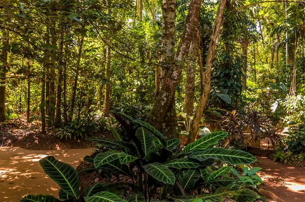 Pohled Calathea Zebrina Rostoucí Obdělávané Džungli Blízkosti Dambulla Srí Lanka — Stock fotografie