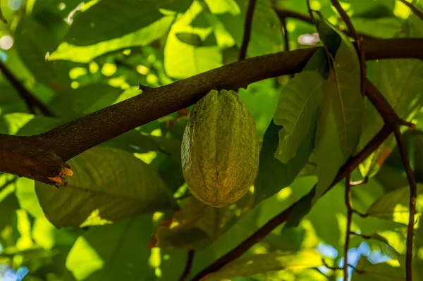 Una Vaina Cacao Creciendo Una Selva Cerca Dambulla Sri Lanka —  Fotos de Stock