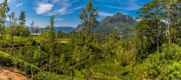 Asya 'nın Sri Lanka kentindeki yamaçta sıra sıra çay çalıları taşar.