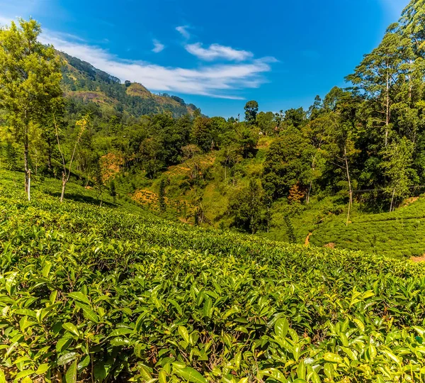 Чайные Кусты Выстилают Склоны Долины Горной Стране Чая Шри Ланке — стоковое фото