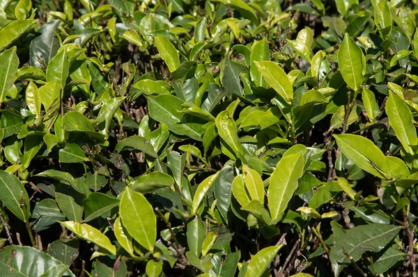 Крупный План Чайных Кустов Горной Чайной Стране Шри Ланки Азия — стоковое фото