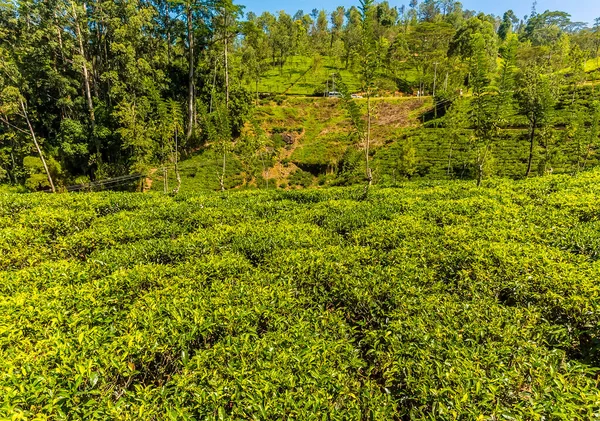 Τσάι Θάμνοι Μια Φυτεία Ορεινή Χώρα Τσάι Στη Σρι Λάνκα — Φωτογραφία Αρχείου