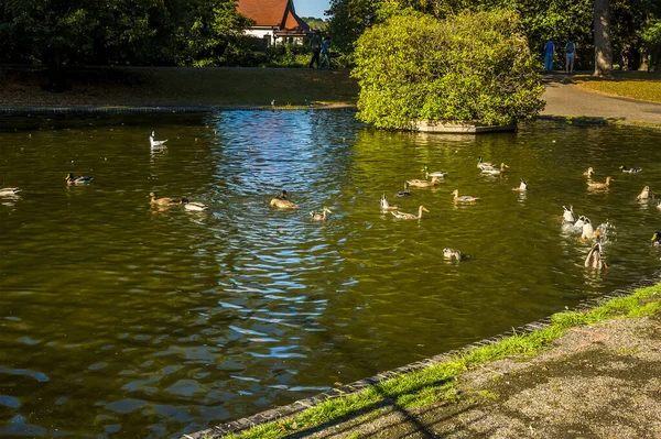 Utsikt Över Ankor Som Leker Sensommaren Solsken Park Colchester Storbritannien — Stockfoto