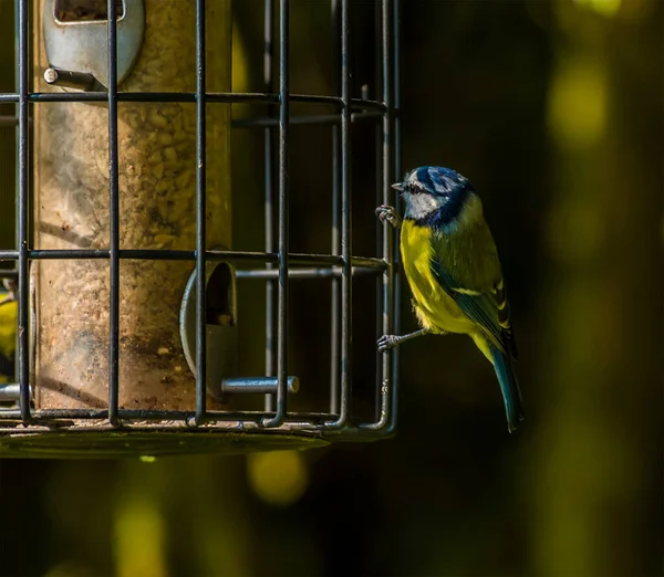 Great Tit Bird Investigates Hanging Feeder Summer Leys Nature Reserve — Stock Fotó