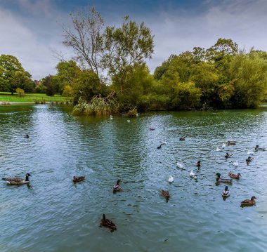 Abington Park, Northampton, İngiltere 'de yaz mevsiminde bir göldeki ördek manzarası