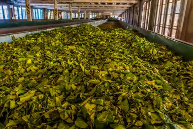 Asya, Sri Lanka 'daki ekim fabrikasında hasat edilen çay yaprakları.
