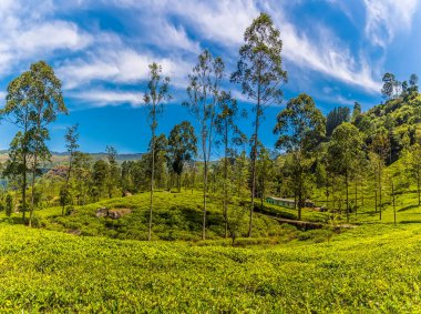 Asya 'nın Sri Lanka kentindeki bir çay ülkesindeki dalgalı tepeler boyunca uzanan çay çalılarının manzarası