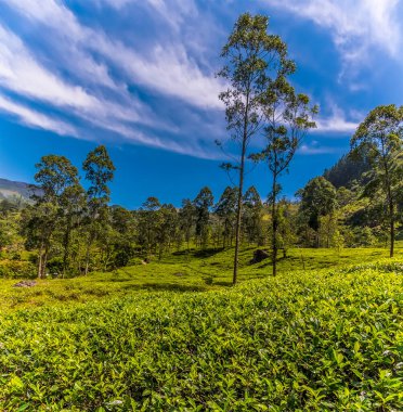 Asya, Sri Lanka 'daki çay ülkesindeki çay çalılarını gölgeleyen bir ağaç koleksiyonu
