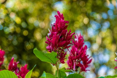 Peradeniya, Kandy, Sri Lanka, Asya 'daki Botanik Bahçeleri' nde bir grup kırmızı çiçek.