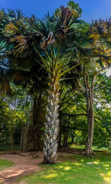 Вид Зріле Пальмове Дерево Ботанічних Садах Пераденії Канді Шрі Ланка — стокове фото