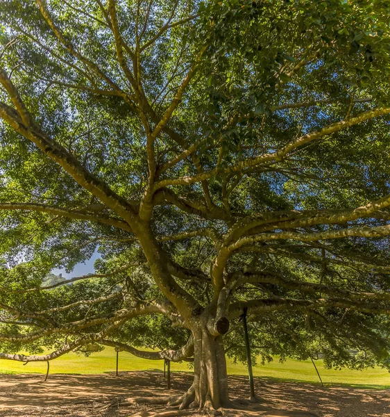 Árbol Maduro Los Jardines Botánicos Peradeniya Kandy Sri Lanka Asia —  Fotos de Stock