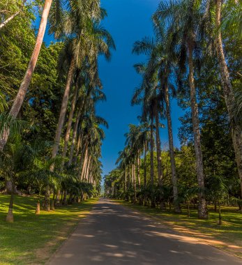 Peradeniya, Kandy, Sri Lanka, Asya 'daki botanik bahçelerinde palmiye bulvarı.