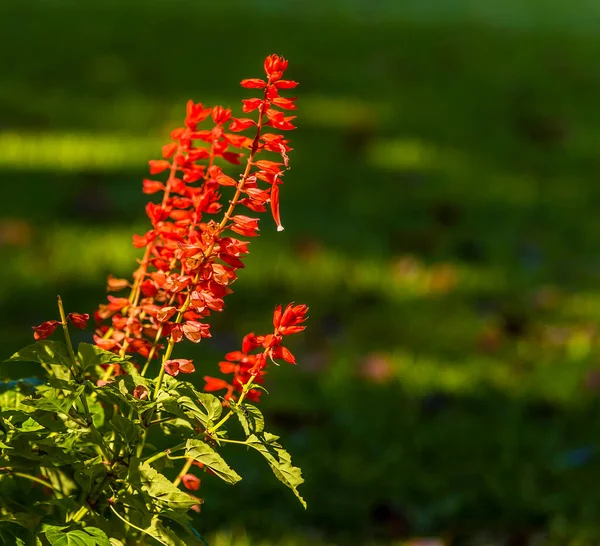 Salvia Vermelha Colorida Nos Jardins Botânicos Peradeniya Kandy Sri Lanka — Fotografia de Stock