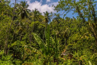 A view of the dense jungle from the Kandy to Columbo main line railway in Sri Lanka, Asia clipart