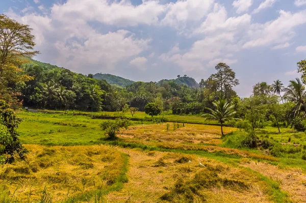 位于亚洲斯里兰卡坎迪至科伦坡干线铁路Yatiwaldenial Ya车站附近的草原景观 — 图库照片