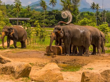 Filler Pinnawala, Sri Lanka, Asya 'da öğle sıcağında serinlemek için su sıkarlar.