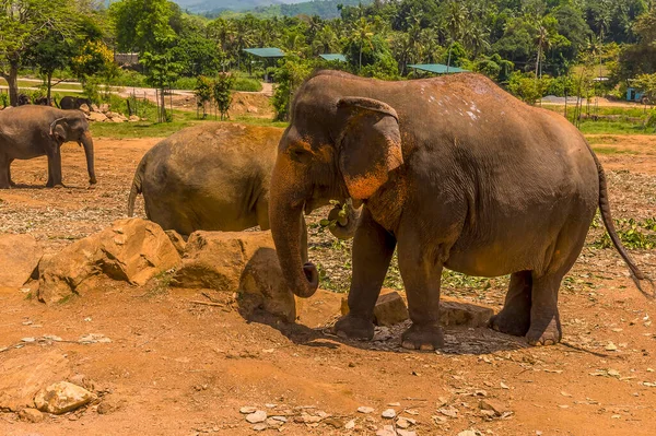 Elefantes Aquecendo Calor Tropical Pinnawala Sri Lanka Ásia — Fotografia de Stock