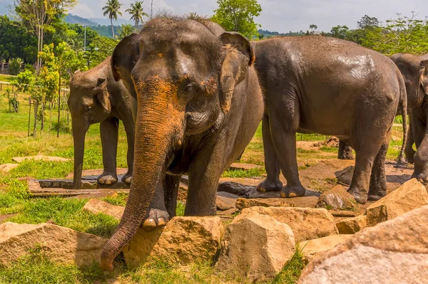 Słoń Zbliża Się Widzów Pinnawala Sri Lanka Azja — Zdjęcie stockowe