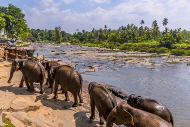 Bir fil sürüsü, Pinnawala, Sri Lanka, Asya 'da serinlemek için banyo yaptıktan sonra Maha Oya nehrinden ayrılıyor.