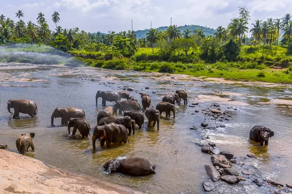 아시아의 스리랑카핀 마하오야 강에서 무리의 코끼리들이 샤워를 즐기고 — 스톡 사진