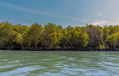 Mangrove bataklıkları Tayland 'daki Phang Nga Körfezi' ne giden kanallar boyunca uzanır.