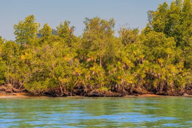 Mangrove bataklıkları, Tayland 'daki Phang Nga Körfezi' ne giden kanalın yanında.