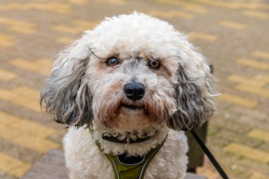 Bahar zamanı İngiltere 'nin Stratford kentindeki Henley Caddesi' nde bir Poochon köpeğinin manzarası.