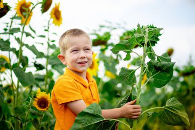 Mutlu bir çocuk yaz ayçiçekleriyle dolu bir tarlada durur, bir çocuğun yaşam tarzı.