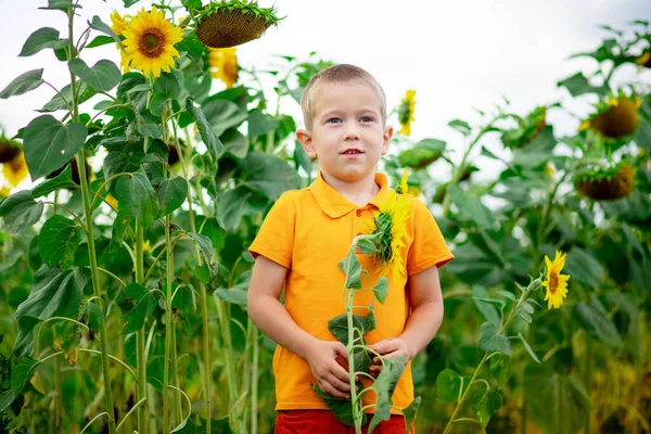 Щасливий Хлопчик Стоїть Полі Соняшниками Влітку Дитячий Спосіб Життя — стокове фото