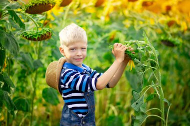 Mutlu erkek bebek sarışın yaz ayçiçekleri olan bir tarlada oturuyor, çocuk yaşam tarzı.