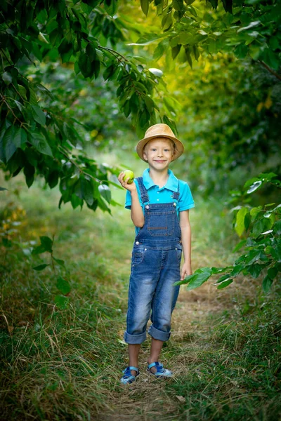 a six year old boy stands in a blue dress and hat in a garden with Apple trees and holds an Apple in his hand