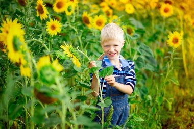 Mutlu erkek bebek sarışın yaz ayçiçekleri olan bir tarlada oturuyor, çocuk yaşam tarzı.