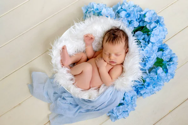白い毛と青い花のアジサイのバスケットで2週間甘い眠りについている新生児の女の子 — ストック写真