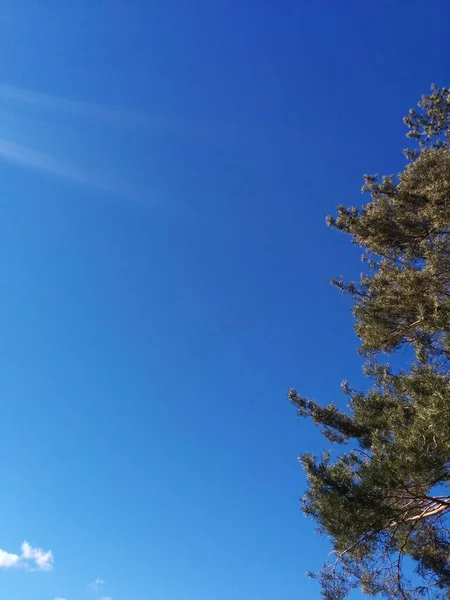 Вид Голубое Небо Сосновым Деревом Спереди — стоковое фото