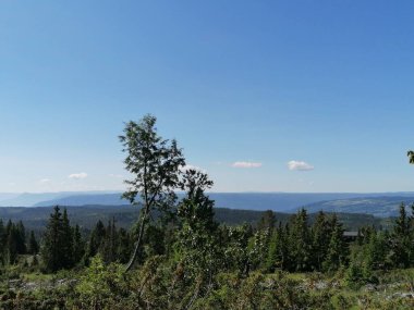 Dağlarda çam ağaçları