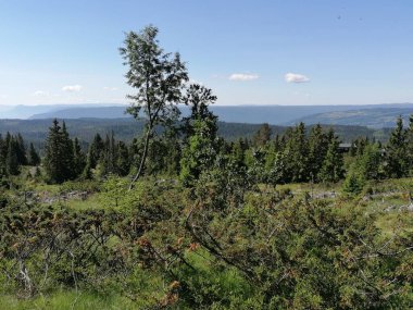 Dağlarda çam ağaçları