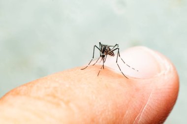 Aedes deriyi sivrisinek ısırdı. Sivrisinek Sıtma, Ensefalit, Dang, Nipa, Covid 19 ve Zika virüsü taşıyıcısıdır..