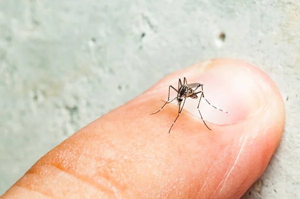 Aedes Picadura Mosquito Piel Mosquito Portador Malaria Encefalitis Dengue Nipa — Foto de Stock