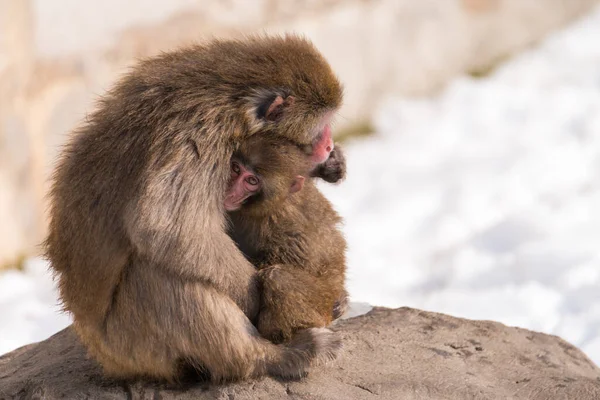 Close View Cute Japanese Macaques Snow — Stock Photo, Image