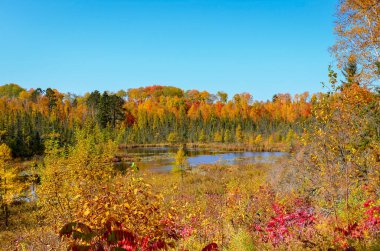 Ağaçlı ve göllü güzel sonbahar manzarası 