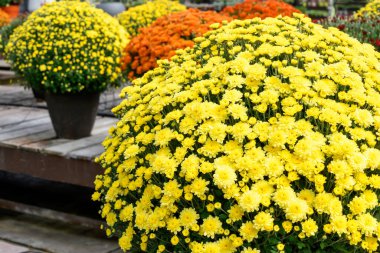 Seranın içinde parlak renkli bitkiler var.